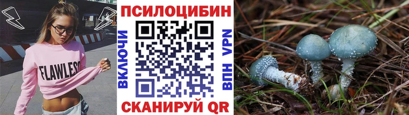 наркота blacksprut зеркало Псилоцибиновые грибы Psilocybe Асино